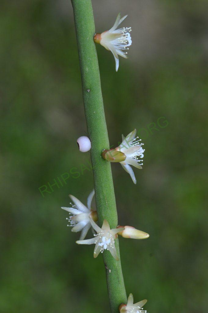 Rhipsalis grandiflora