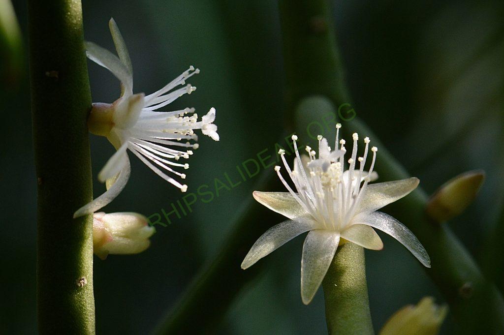 Rhipsalis grandiflora