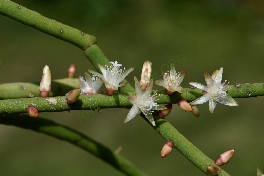 Rhipsalis grandiflora