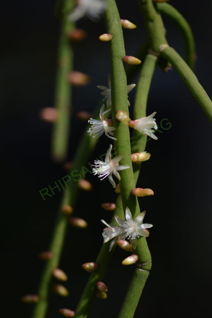 Rhipsalis grandiflora
