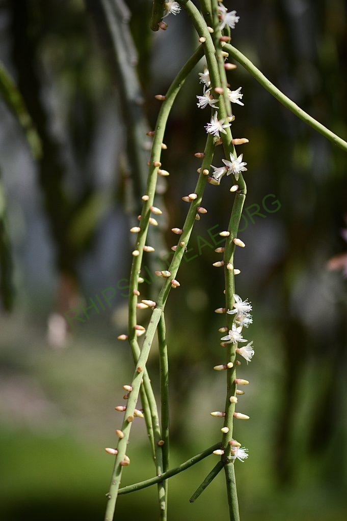 Rhipsalis grandiflora