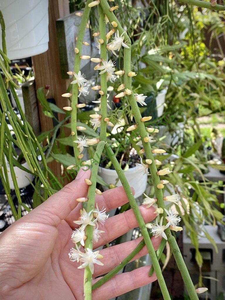 Rhipsalis grandiflora