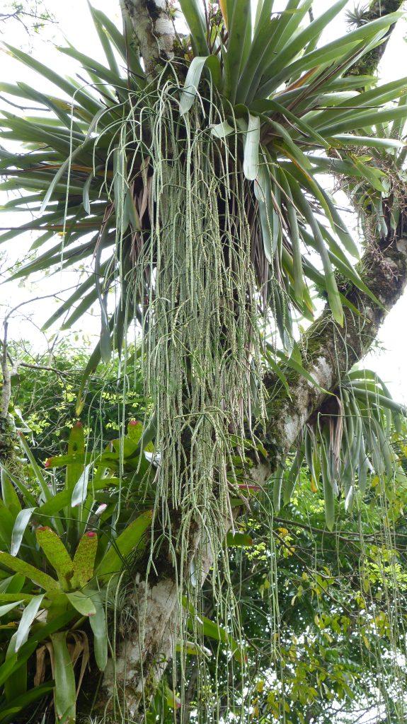 Rhipsalis grandiflora, on the road from Paraty, Rio de Janeiro, Brazil