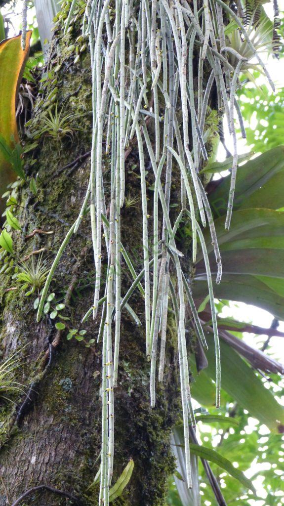 Rhipsalis grandiflora, on the road from Paraty, Rio de Janeiro, Brazil