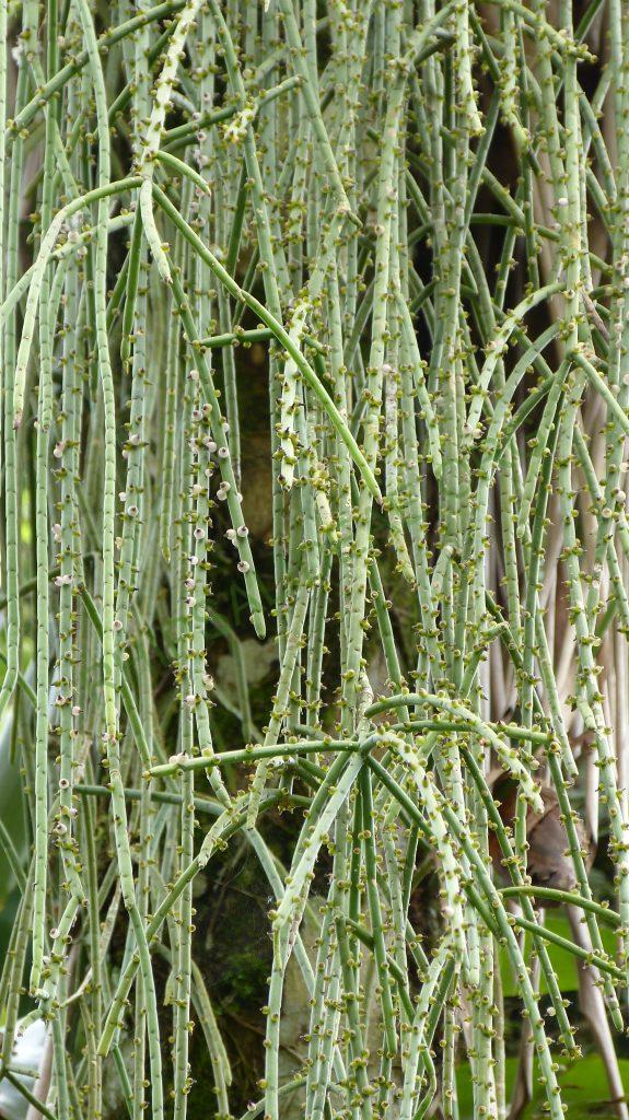Rhipsalis grandiflora, on the road from Paraty, Rio de Janeiro, Brazil