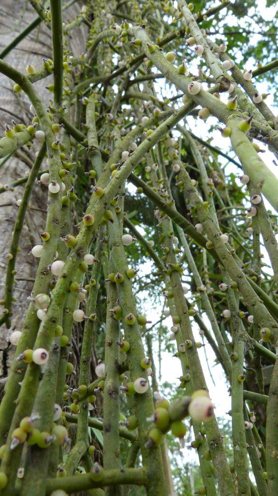 Rhipsalis grandiflora, Rhipsalis grandiflora, on the road from Paraty, Rio de Janeiro, Brazil