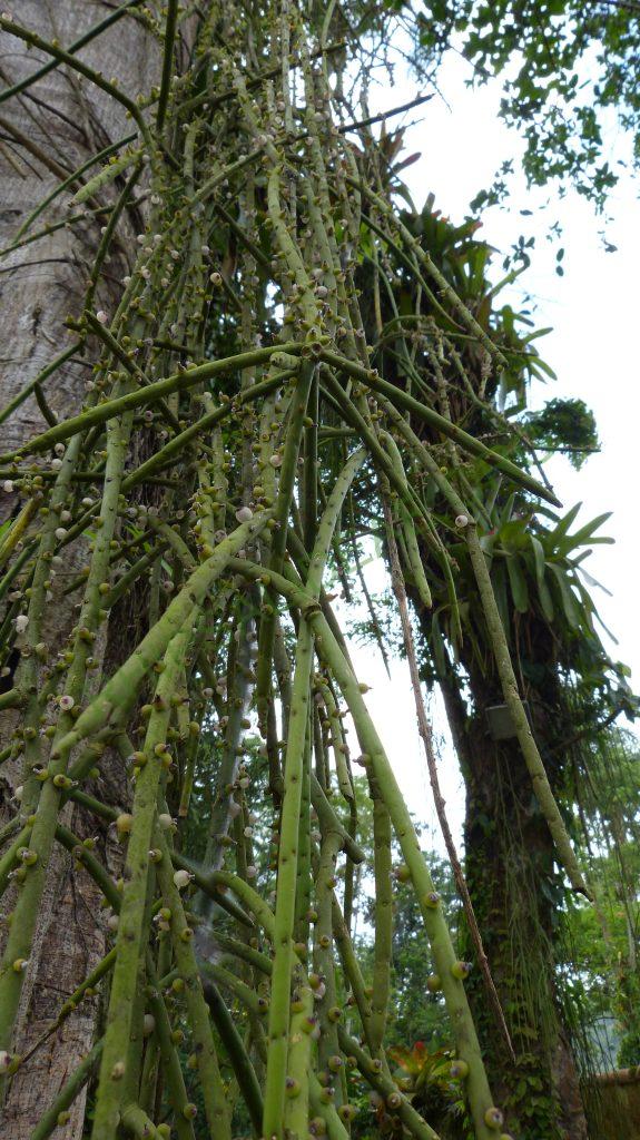 Rhipsalis grandiflora, Rhipsalis grandiflora, on the road from Paraty, Rio de Janeiro, Brazil