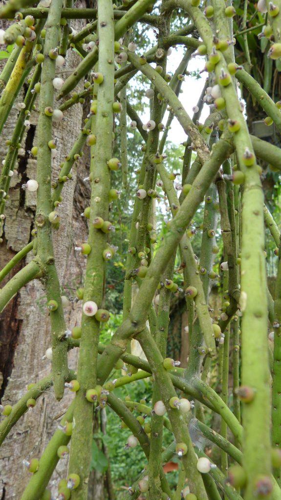 Rhipsalis grandiflora, on the road from Paraty, Rio de Janeiro, Brazil