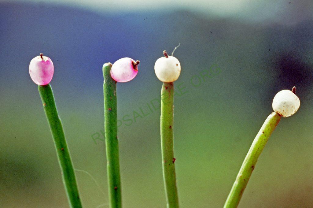 Rhipsalis teres f. heteroclada, Brazil, 90-20 & 90-59, © W. Barthlott, Lotus-Salvinia.de