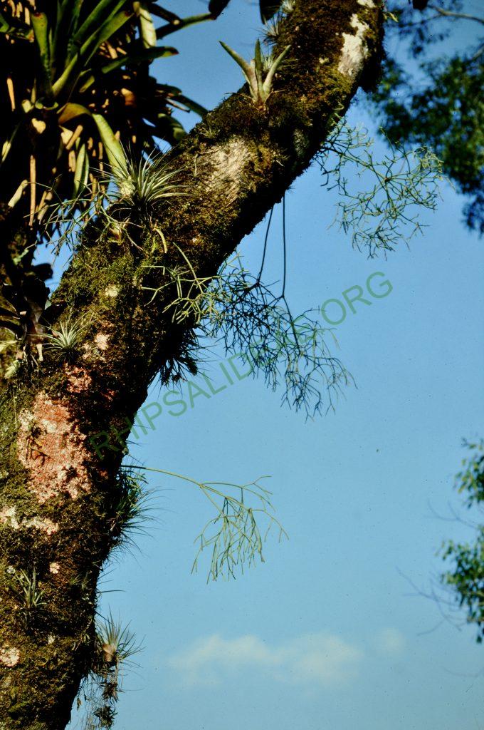 Rhipsalis teres f. heteroclada, Brazil, 90-4, © W. Barthlott, Lotus-Salvinia.de