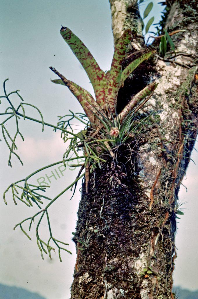 Rhipsalis teres f. heteroclada, Brazil, 90-4, © W. Barthlott, Lotus-Salvinia.de