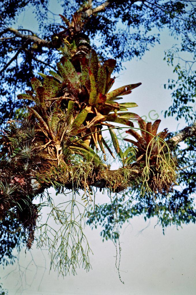 Rhipsalis teres f. heteroclada, Brazil, 90, © W. Barthlott, Lotus-Salvinia.de