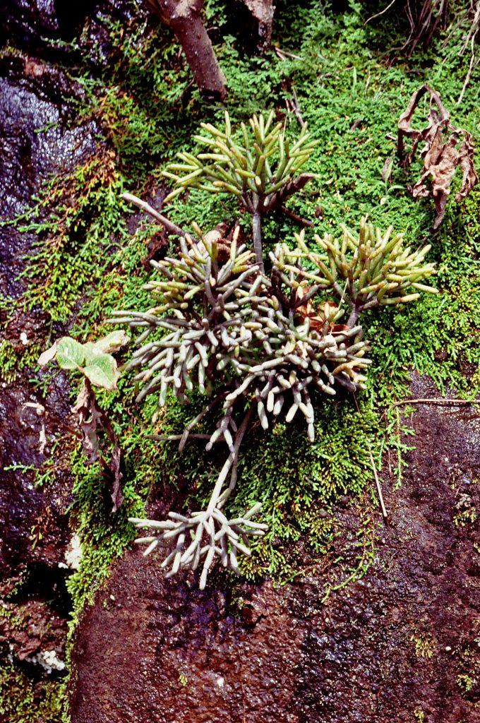 Rhipsalis teres f. heteroclada, Brazil, D5 © W. Barthlott, Lotus-Salvinia.de