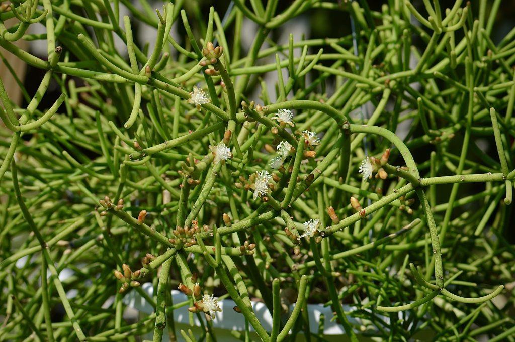 Rhipsalis teres f. heteroclada