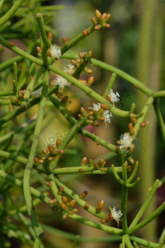 Rhipsalis teres f. heteroclada