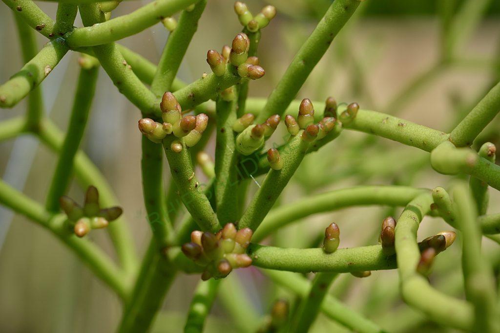 Rhipsalis teres f. heteroclada