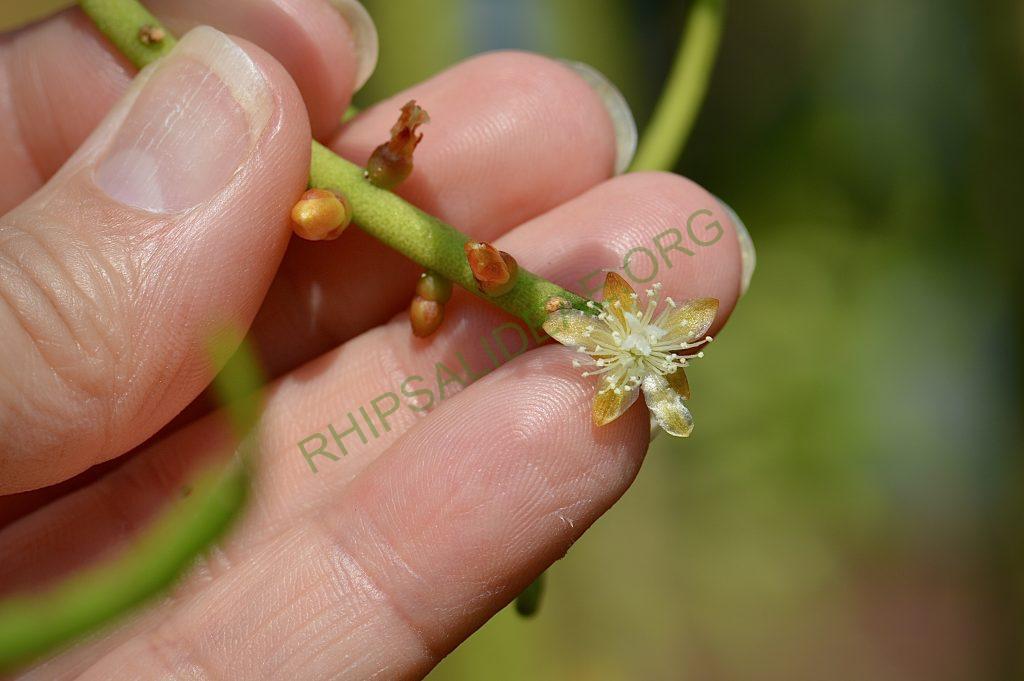 Rhipsalis teres f. heteroclada