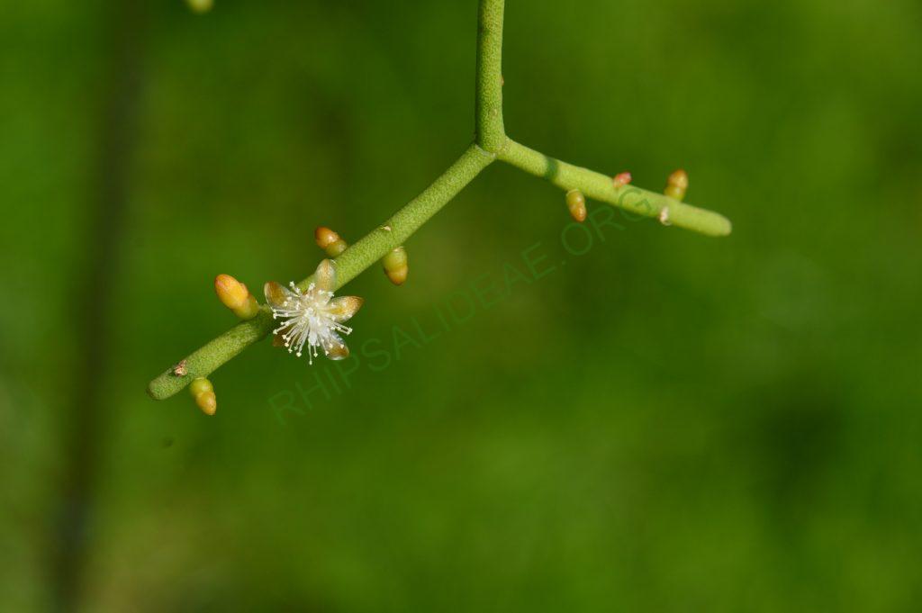 Rhipsalis teres f. heteroclada