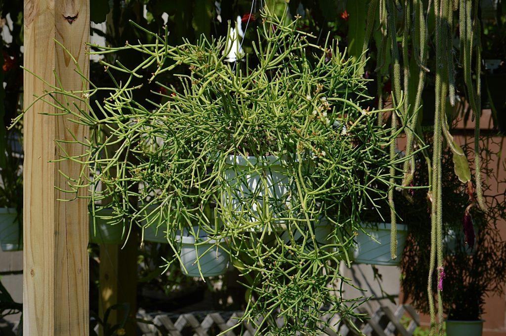 Rhipsalis teres f. heteroclada