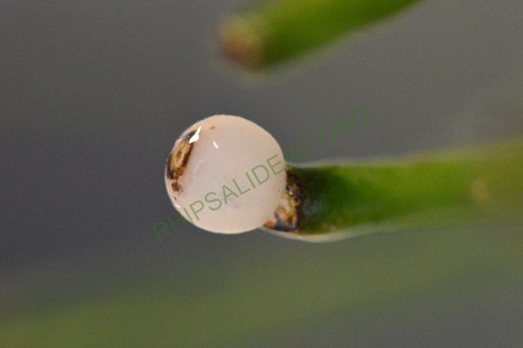 Rhipsalis teres f. heteroclada