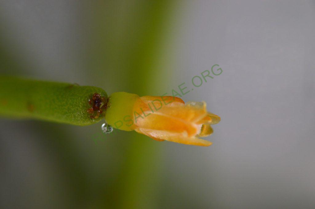 Rhipsalis teres f. heteroclada