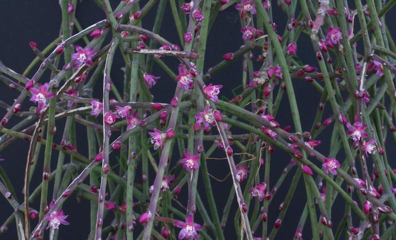 Rhipsalis hoelleri