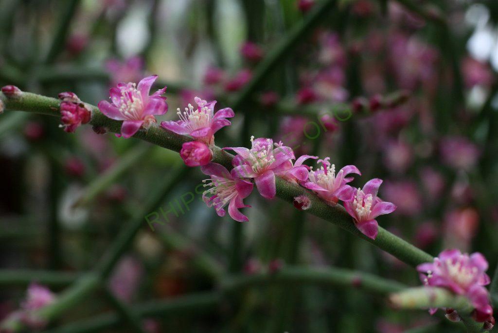 Rhipsalis hoelleri