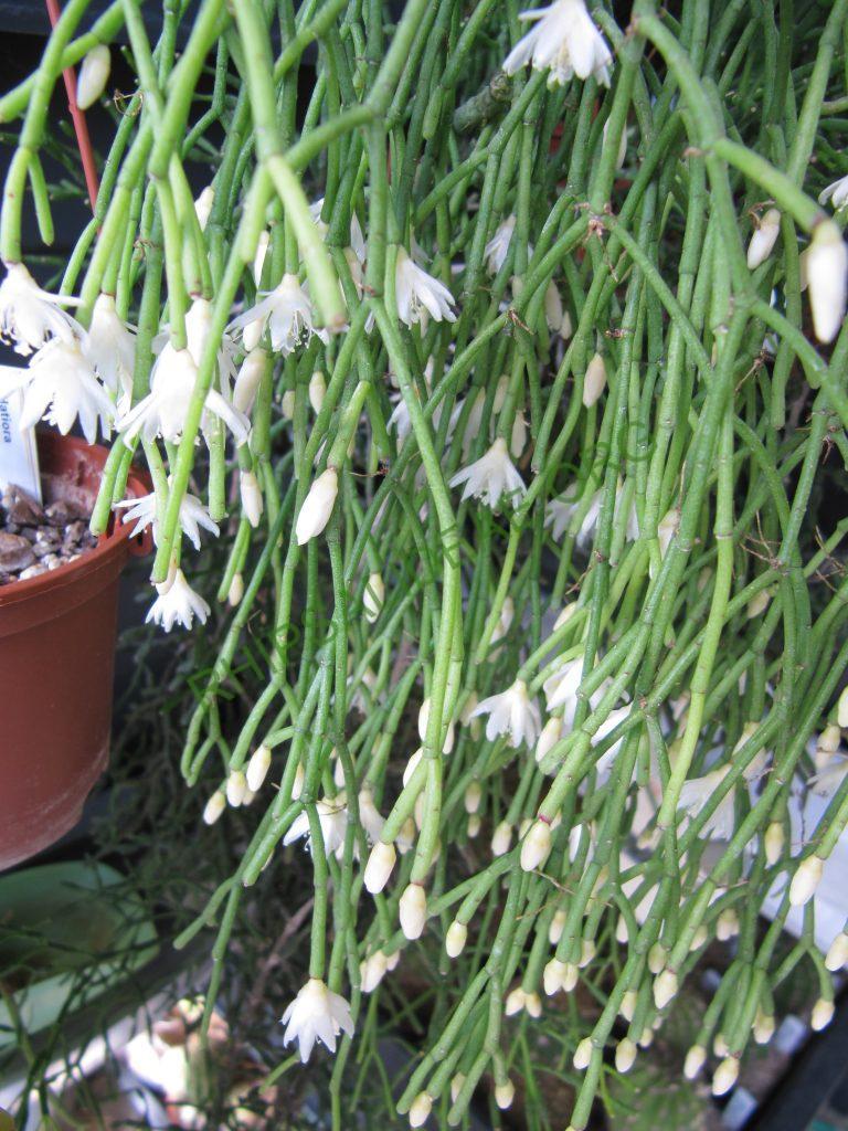 Rhipsalis jungeri, Holotype, Bonn 1700