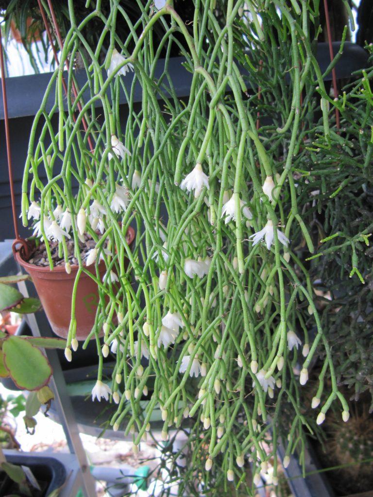 Rhipsalis jungeri, Holotype, Bonn 1700