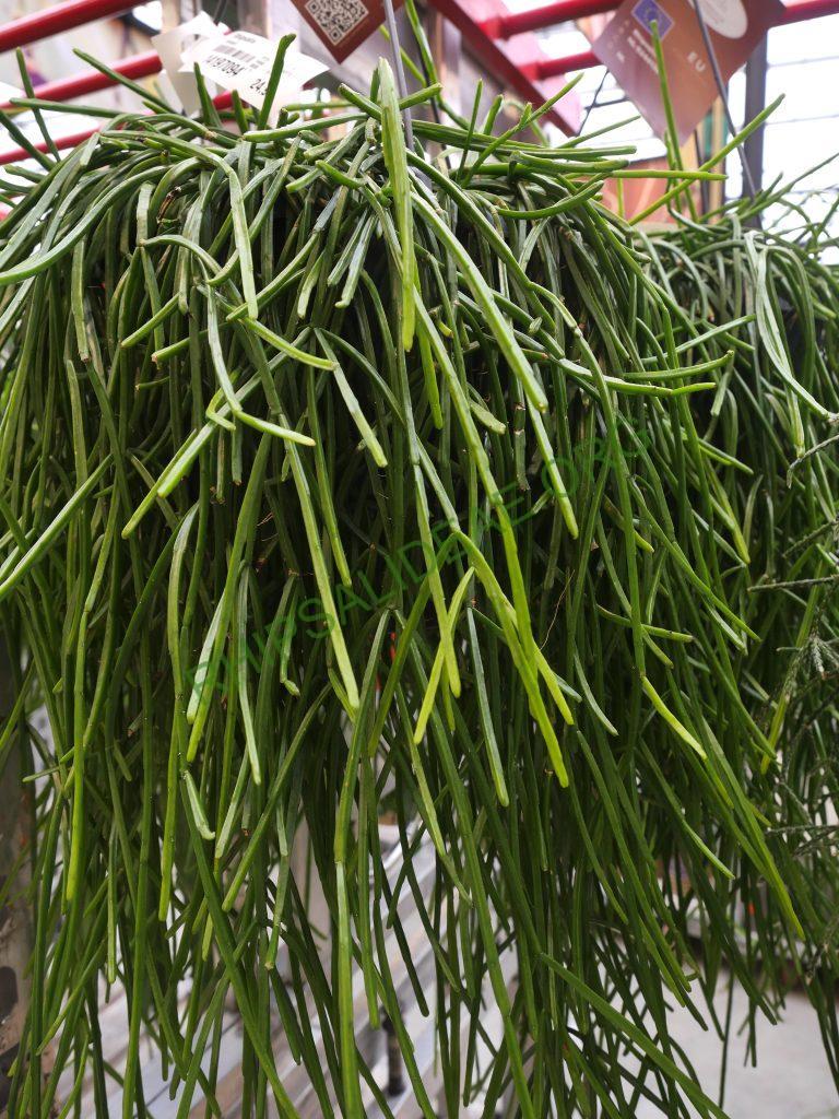 Rhipsalis micrantha f. kirbergii