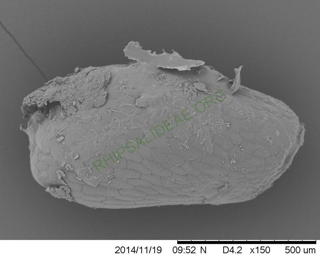 Rhipsalis lindbergiana, AH 762, West Santa Maria Madalena, Rio de Janeiro, Brazil, SEM of seed