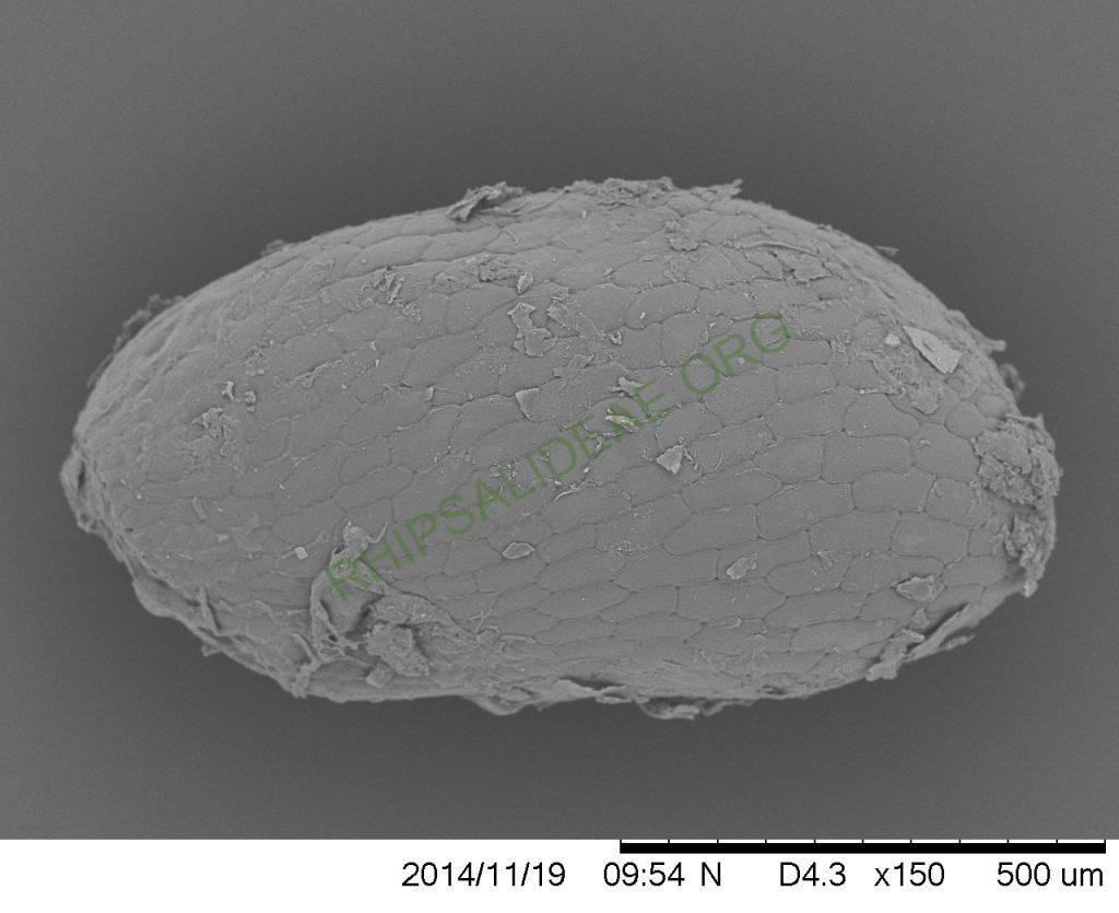 Rhipsalis lindbergiana, AH 762, West Santa Maria Madalena, Rio de Janeiro, Brazil, SEM of seed