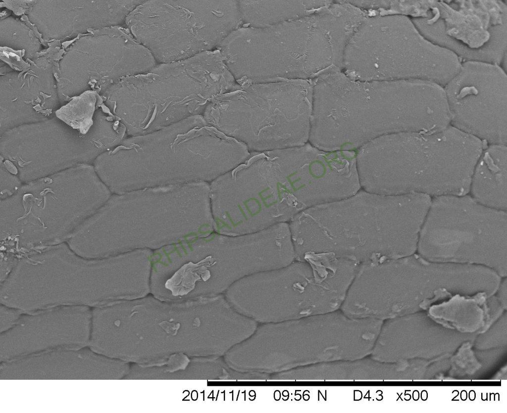Rhipsalis lindbergiana, AH 762, West Santa Maria Madalena, Rio de Janeiro, Brazil, SEM of seed