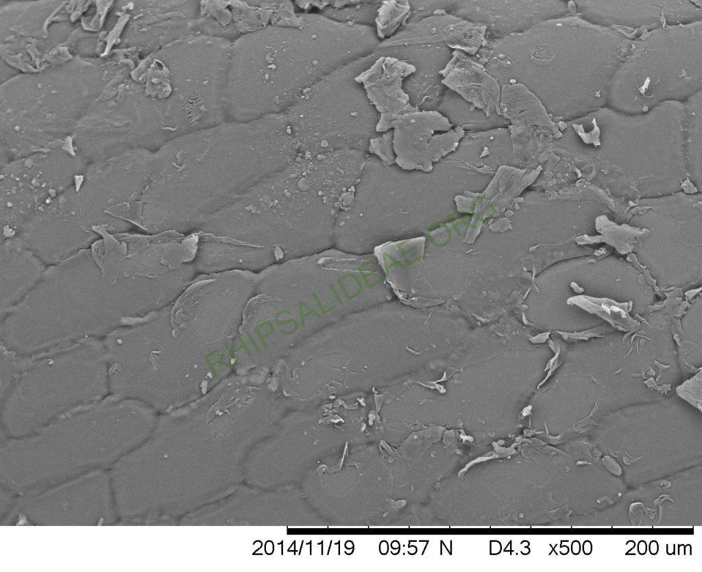 Rhipsalis lindbergiana, AH 762, West Santa Maria Madalena, Rio de Janeiro, Brazil, SEM of seed