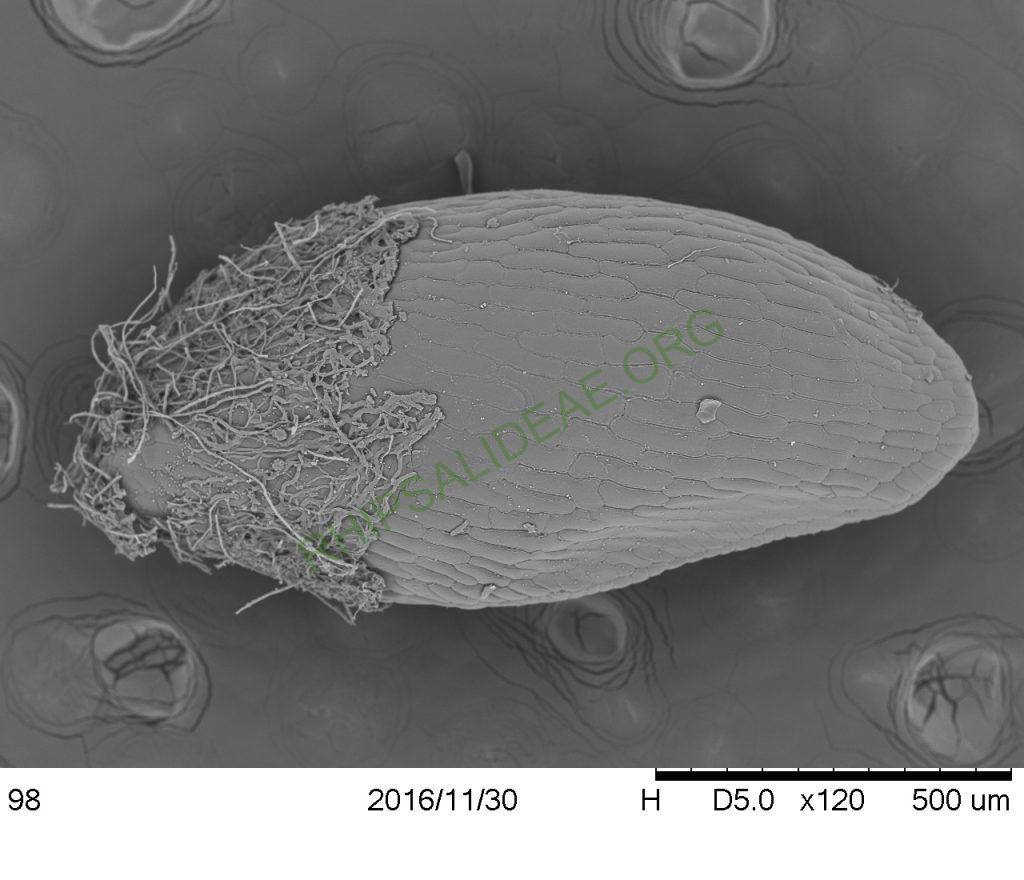 Rhipsalis lindbergiana, AH 798, Itatiaia, Rio de Janeiro, Brazil, SEM of seed