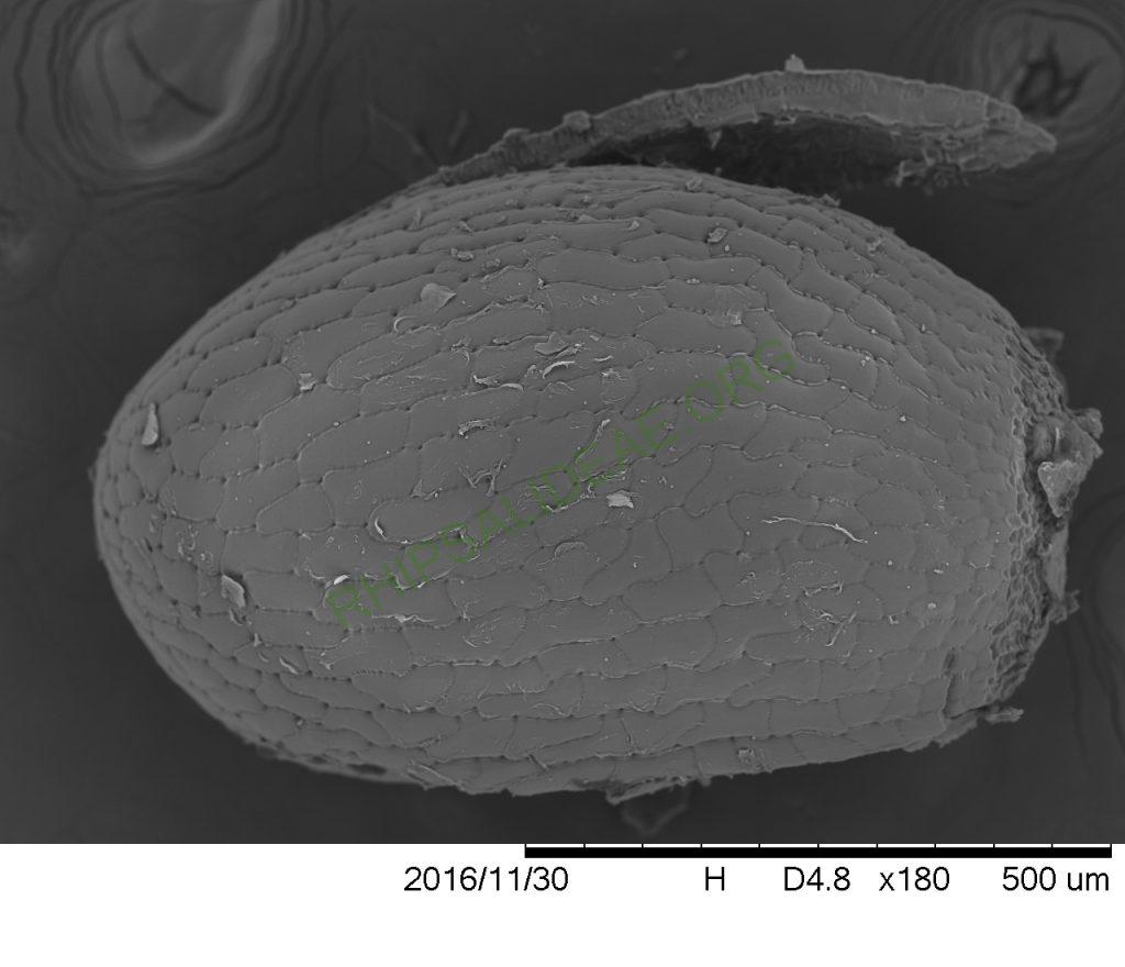 Rhipsalis lindbergiana, AH 798, Itatiaia, Rio de Janeiro, Brazil, SEM of seed