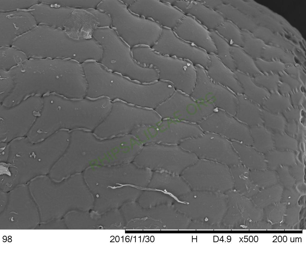 Rhipsalis lindbergiana, AH 798, Itatiaia, Rio de Janeiro, Brazil, SEM of seed