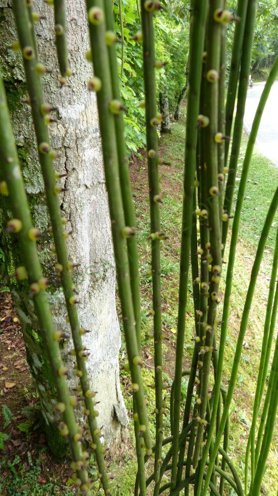 Rhipsalis lindbergiana, on the road from Paraty, Rio de Janeiro, Brazil