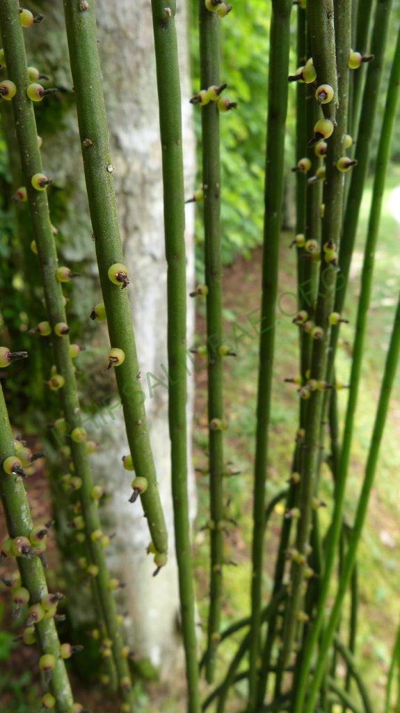 Rhipsalis lindbergiana, on the road from Paraty, Rio de Janeiro, Brazil