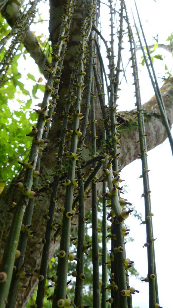 Rhipsalis lindbergiana, on the road from Paraty, Rio de Janeiro, Brazil