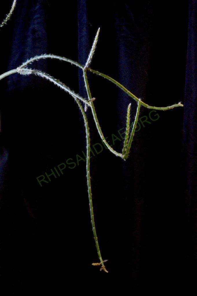 Rhipsalis dissimilis f. dissimilis, possibly reduced synonym Rhipsalis rigida