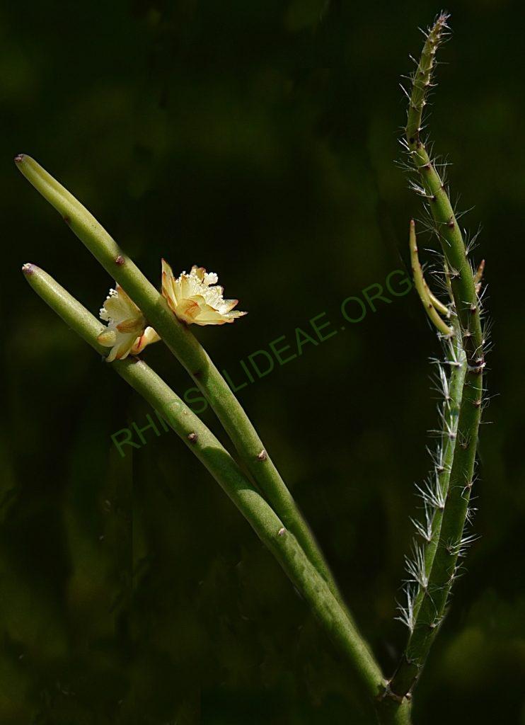 Rhipsalis dissimilis f. dissimilis, possibly reduced synonym Rhipsalis rigida