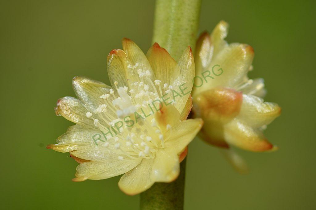 Rhipsalis dissimilis f. dissimilis, possibly reduced synonym Rhipsalis rigida