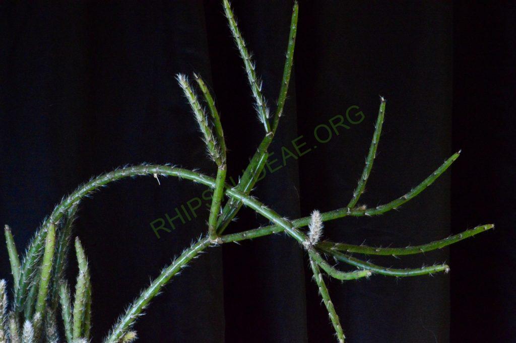Rhipsalis dissimilis f. dissimilis, possibly reduced synonym Rhipsalis rigida