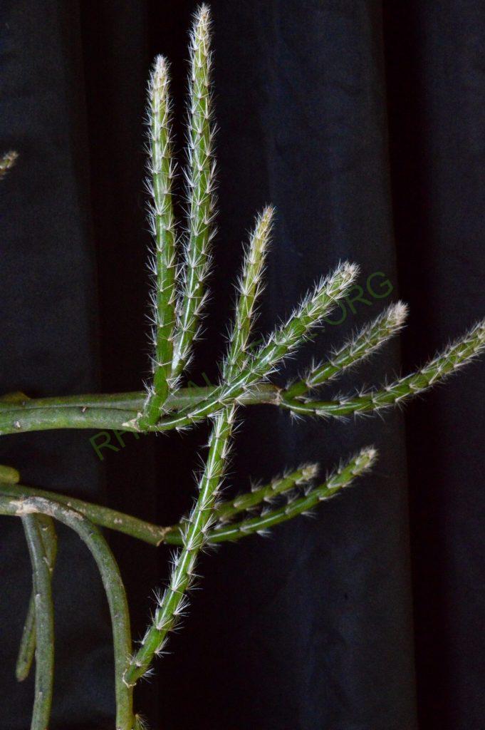 Rhipsalis dissimilis f. dissimilis, possibly reduced synonym Rhipsalis rigida