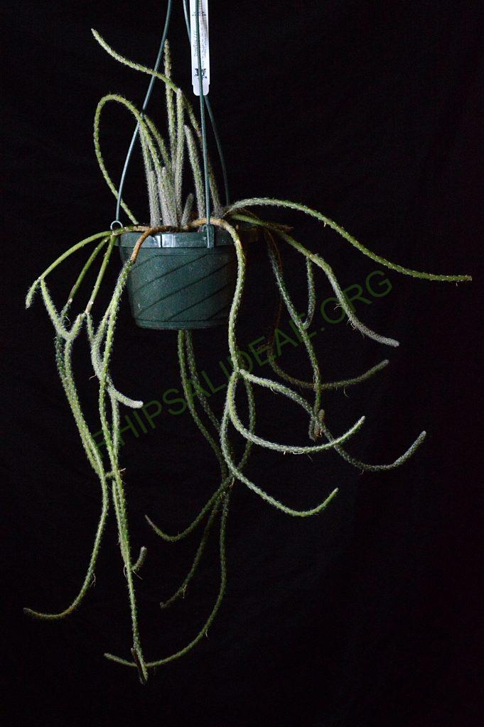 Rhipsalis dissimilis f. dissimilis, possibly reduced synonym Rhipsalis rigida