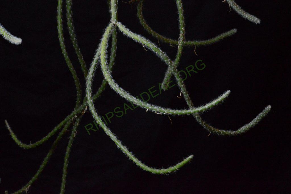 Rhipsalis dissimilis f. dissimilis, possibly reduced synonym Rhipsalis rigida