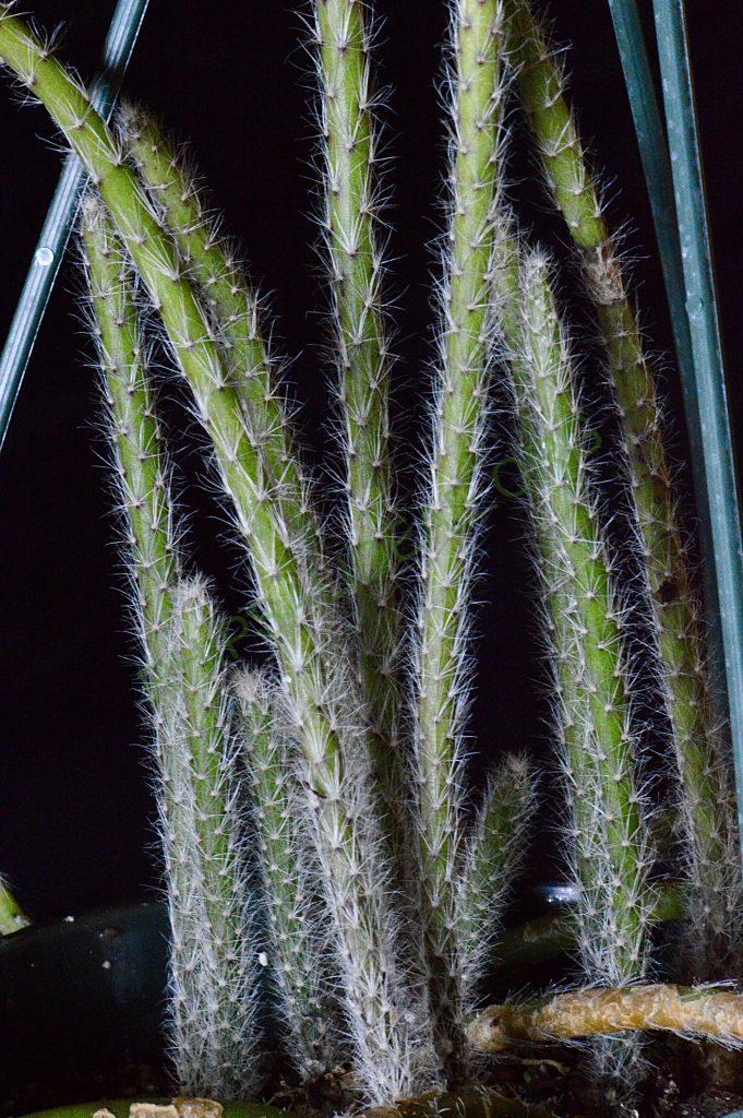 Rhipsalis dissimilis f. dissimilis, possibly reduced synonym Rhipsalis rigida