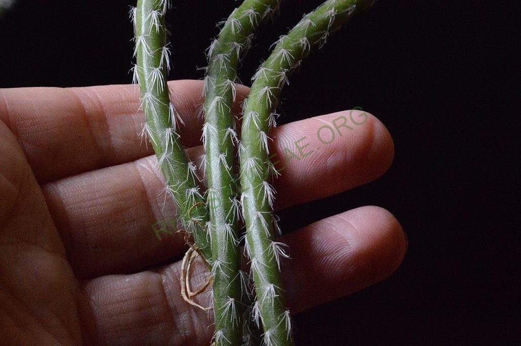 Rhipsalis dissimilis f. dissimilis, possibly reduced synonym Rhipsalis rigida