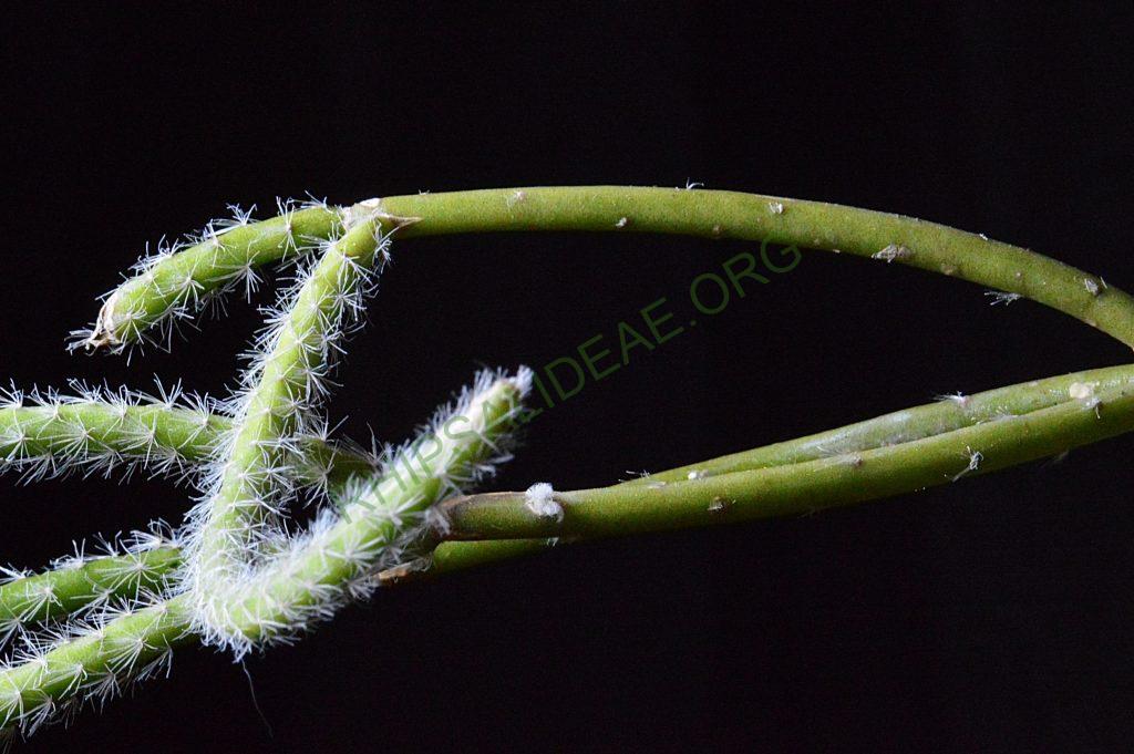 Rhipsalis dissimilis f. dissimilis, possibly reduced synonym Rhipsalis rigida